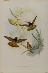 Aglaeactis Cupreipennis